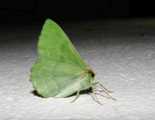 Réf. 285 877 : Geometra papilionaria